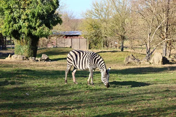 Arnay-sous-Vitteaux kasabasındaki Auxois Parkı 'nda bir dostluk manzarası