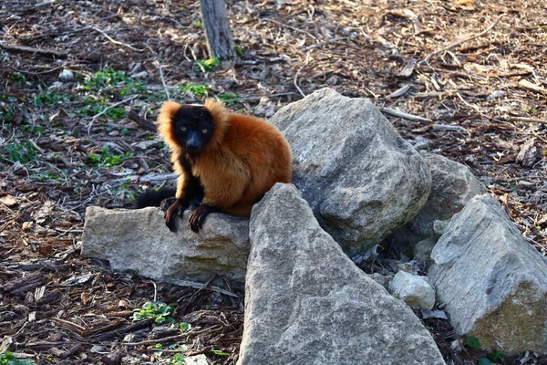 Arnay-sous-Vitteaux kasabasındaki Auxois Parkı 'nda bir dostluk manzarası