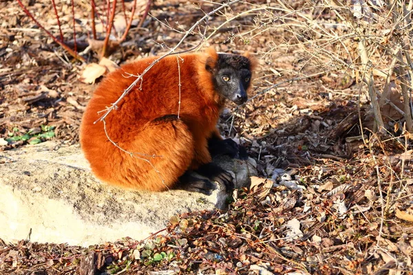 Arnay-sous-Vitteaux kasabasındaki Auxois Parkı 'nda bir dostluk manzarası
