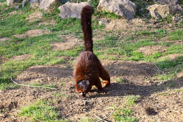 Arnay-sous-Vitteaux kasabasındaki Auxois Parkı 'nda bir dostluk manzarası