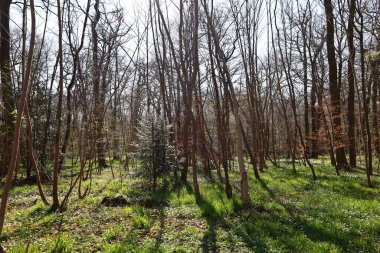 Paris 'in batısında yer alan 35 km2' lik baskın bir orman olan Saint-Germain-en-Laye Ormanı 'na bakın. 