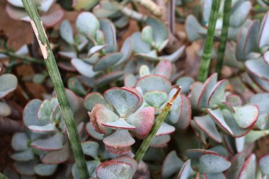 Jardin des Plantes 'in büyük seralarının manzarası 1836 ve 2010 yılları arasında Paris' teki Jardin des Plantes 'te inşa edilmiş beş adet metal çerçeveli seradan oluşmaktadır.