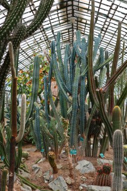 Jardin des Plantes 'in büyük seralarının manzarası 1836 ve 2010 yılları arasında Paris' teki Jardin des Plantes 'te inşa edilmiş beş adet metal çerçeveli seradan oluşmaktadır.