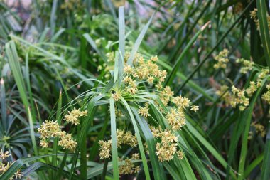 Jardin des Plantes 'in büyük seralarının manzarası 1836 ve 2010 yılları arasında Paris' teki Jardin des Plantes 'te inşa edilmiş beş adet metal çerçeveli seradan oluşmaktadır.