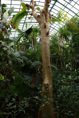 Jardin des Plantes 'in büyük seralarının manzarası 1836 ve 2010 yılları arasında Paris' teki Jardin des Plantes 'te inşa edilmiş beş adet metal çerçeveli seradan oluşmaktadır.