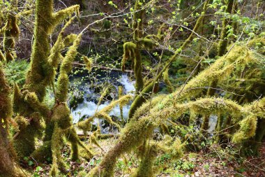 Jura 'daki bir ormanın manzarası, Batı Avrupa' da çoğunlukla Alpler 'in kuzeybatısındaki Fransa ve İsviçre sınırı boyunca yer alan bir dağ silsilesidir.