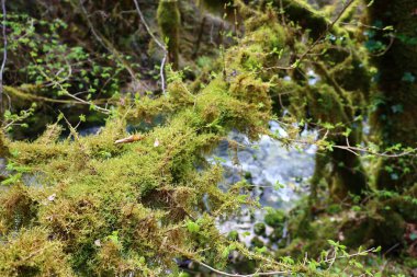 Jura 'daki bir ormanın manzarası, Batı Avrupa' da çoğunlukla Alpler 'in kuzeybatısındaki Fransa ve İsviçre sınırı boyunca yer alan bir dağ silsilesidir.