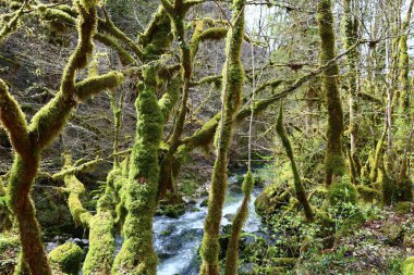 Jura 'da bir şelalenin manzarası, Batı Avrupa' da çoğunlukla Alpler 'in kuzeybatısında, Fransa ve İsviçre arasındaki sınırda bulunan bir dağ silsilesidir.