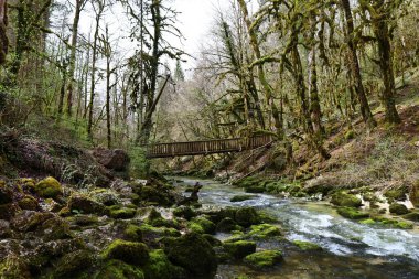 Jura 'daki bir ormanın manzarası, Batı Avrupa' da çoğunlukla Alpler 'in kuzeybatısındaki Fransa ve İsviçre sınırı boyunca yer alan bir dağ silsilesidir.