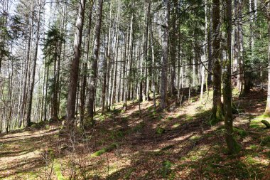 Jura 'daki bir ormanın manzarası, Batı Avrupa' da çoğunlukla Alpler 'in kuzeybatısındaki Fransa ve İsviçre sınırı boyunca yer alan bir dağ silsilesidir.