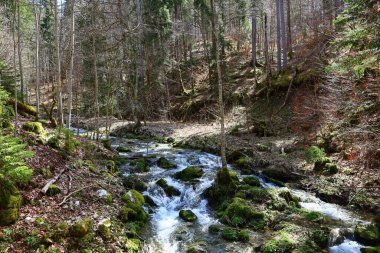 Jura 'daki bir ormanın manzarası, Batı Avrupa' da çoğunlukla Alpler 'in kuzeybatısındaki Fransa ve İsviçre sınırı boyunca yer alan bir dağ silsilesidir.