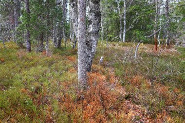Jura 'daki bir ormanın manzarası, Batı Avrupa' da çoğunlukla Alpler 'in kuzeybatısındaki Fransa ve İsviçre sınırı boyunca yer alan bir dağ silsilesidir.