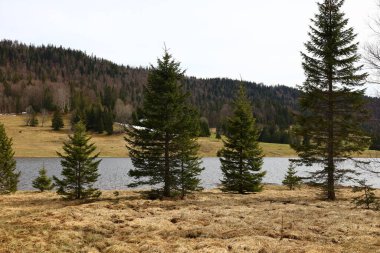 Jura 'daki bir ormanın manzarası, Batı Avrupa' da çoğunlukla Alpler 'in kuzeybatısındaki Fransa ve İsviçre sınırı boyunca yer alan bir dağ silsilesidir.