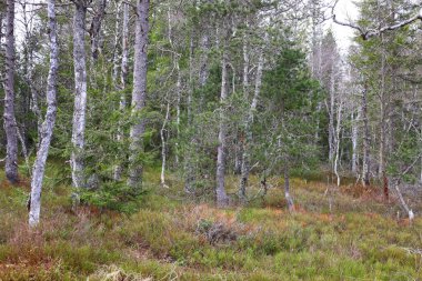 Jura 'daki bir ormanın manzarası, Batı Avrupa' da çoğunlukla Alpler 'in kuzeybatısındaki Fransa ve İsviçre sınırı boyunca yer alan bir dağ silsilesidir.