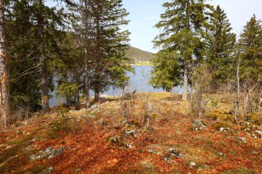 Jura departmanındaki Rousses Gölü 'nün yanındaki bir ormanın manzarası.