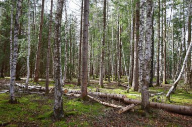 Vaud Kantonu 'ndaki Joux Gölü kıyısındaki bir ormanın manzarası.