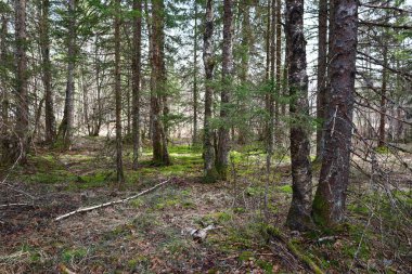 Vaud Kantonu 'ndaki Joux Gölü kıyısındaki bir ormanın manzarası.
