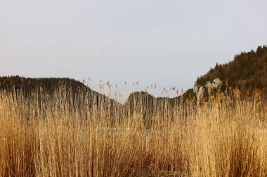 İsviçre, Vaud kantonundaki Joux Vadisi 'nde Brenet Gölü manzarası. 