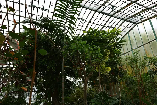 Jardin des Plantes 'in büyük seralarının manzarası 1836 ve 2010 yılları arasında Paris' teki Jardin des Plantes 'te inşa edilmiş beş adet metal çerçeveli seradan oluşmaktadır.