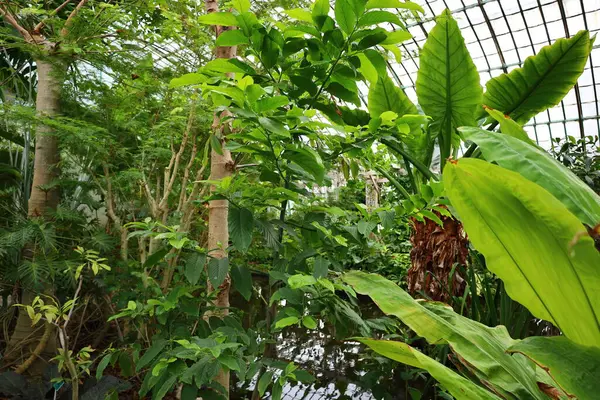 Jardin des Plantes 'in büyük seralarının manzarası 1836 ve 2010 yılları arasında Paris' teki Jardin des Plantes 'te inşa edilmiş beş adet metal çerçeveli seradan oluşmaktadır.