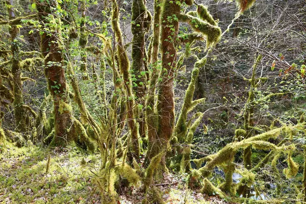 Jura 'daki bir ormanın manzarası, Batı Avrupa' da çoğunlukla Alpler 'in kuzeybatısındaki Fransa ve İsviçre sınırı boyunca yer alan bir dağ silsilesidir.