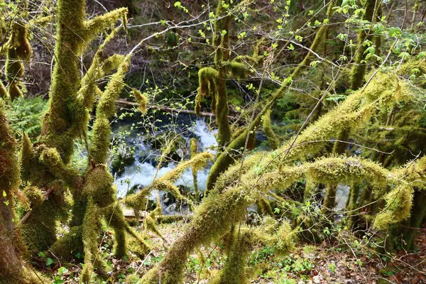 Jura 'daki bir ormanın manzarası, Batı Avrupa' da çoğunlukla Alpler 'in kuzeybatısındaki Fransa ve İsviçre sınırı boyunca yer alan bir dağ silsilesidir.