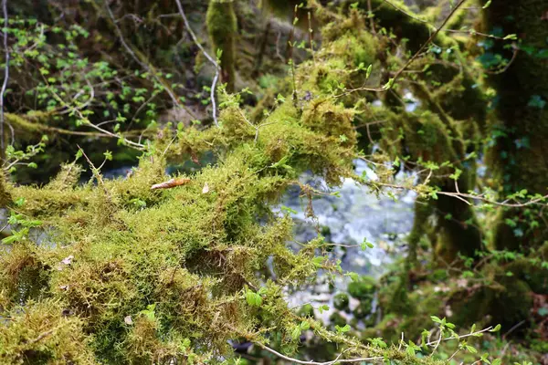 Jura 'daki bir ormanın manzarası, Batı Avrupa' da çoğunlukla Alpler 'in kuzeybatısındaki Fransa ve İsviçre sınırı boyunca yer alan bir dağ silsilesidir.