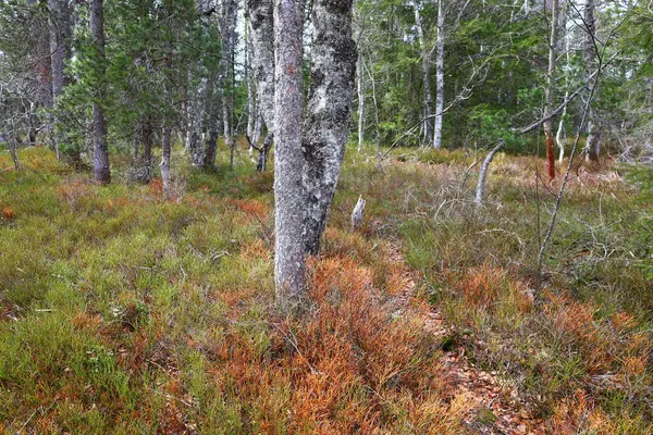 Jura 'daki bir ormanın manzarası, Batı Avrupa' da çoğunlukla Alpler 'in kuzeybatısındaki Fransa ve İsviçre sınırı boyunca yer alan bir dağ silsilesidir.