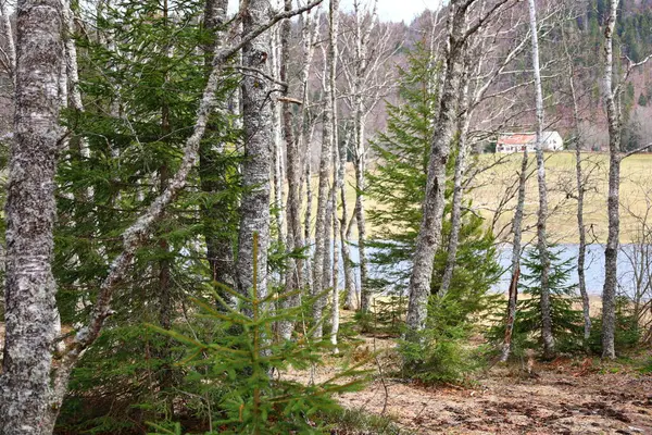Batı Avrupa 'da yer alan bir dağ sırası olan Jura tepesindeki göle bakın, çoğunlukla Alpler' in kuzeybatısındaki Fransa ve İsviçre sınırı boyunca.