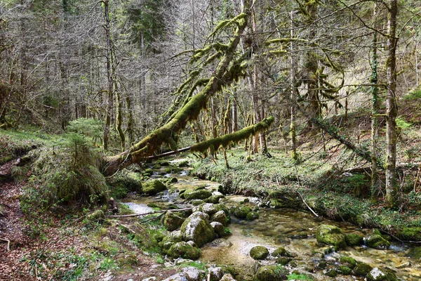 Jura 'daki bir ormanın manzarası, Batı Avrupa' da çoğunlukla Alpler 'in kuzeybatısındaki Fransa ve İsviçre sınırı boyunca yer alan bir dağ silsilesidir.