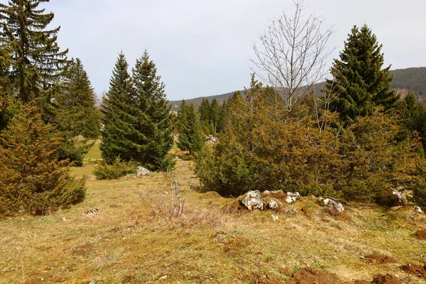 Utsikt Över Skog Intill Sjön Rousses Jura Departementet — Stockfoto