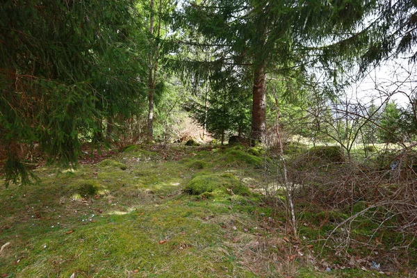 Utsikt Över Skog Intill Sjön Rousses Jura Departementet — Stockfoto