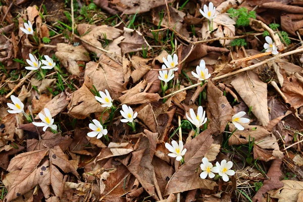 Jura departmanındaki Rousses Gölü 'nün yanındaki bir ormanın manzarası.