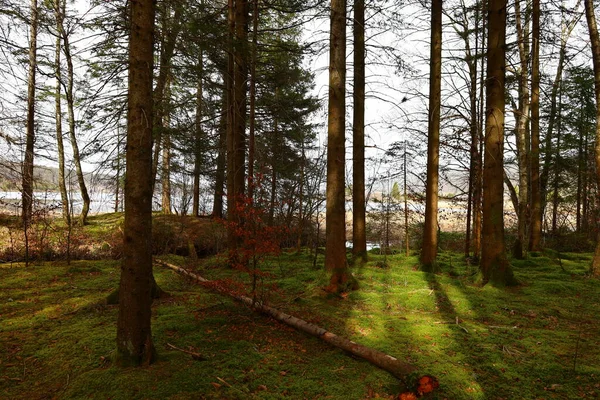 Utsikt Över Skog Vid Kanten Sjön Joux Kantonen Vaud — Stockfoto