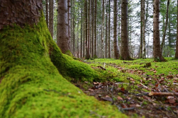 Vaud Kantonu 'ndaki Joux Gölü kıyısındaki bir ormanın manzarası.