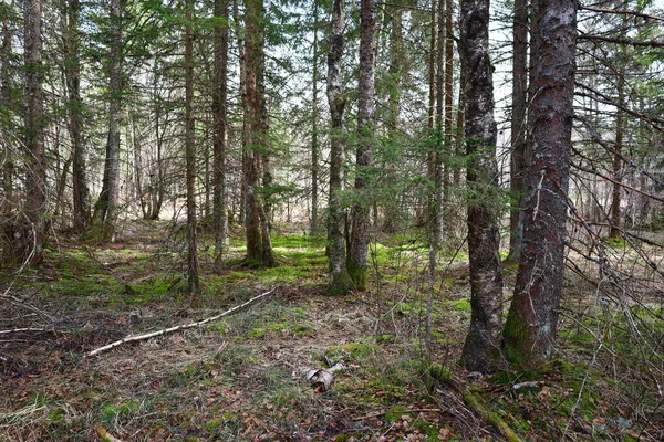 Vaud Kantonu 'ndaki Joux Gölü kıyısındaki bir ormanın manzarası.
