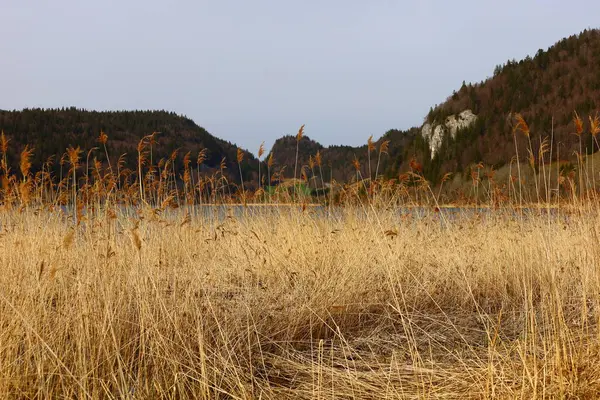 İsviçre, Vaud kantonundaki Joux Vadisi 'nde Brenet Gölü manzarası. 