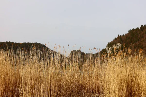 İsviçre, Vaud kantonundaki Joux Vadisi 'nde Brenet Gölü manzarası. 