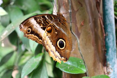 Fransa 'daki La Queue-les-Yvelines' deki 