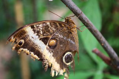 Fransa 'daki La Queue-les-Yvelines' deki 