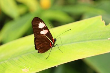 Fransa 'daki La Queue-les-Yvelines' deki 