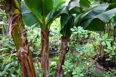 Fransa 'daki La Queue-les-Yvelines' deki 