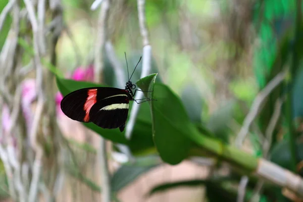 View Butterfly Serre Aux Papillons Queue Les Yvelines France — Stock Photo, Image