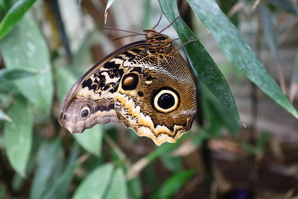 Blick Auf Einen Schmetterling Den Serre Aux Papillons Queue Les — Stockfoto