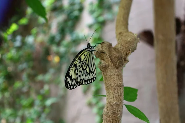 Pohled Motýla Serre Aux Papillons Queue Les Yvelines Francii — Stock fotografie