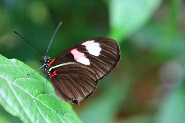 Vue Sur Papillon Dans Serre Aux Papillons Queue Les Yvelines — Photo