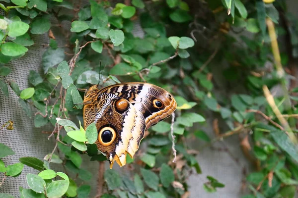 Widok Motyla Serre Aux Papillons Queue Les Yvelines Francji — Zdjęcie stockowe