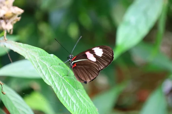 프랑스 Queue Les Yvelines Serre Aux Papillons 나비가 보인다 — 스톡 사진