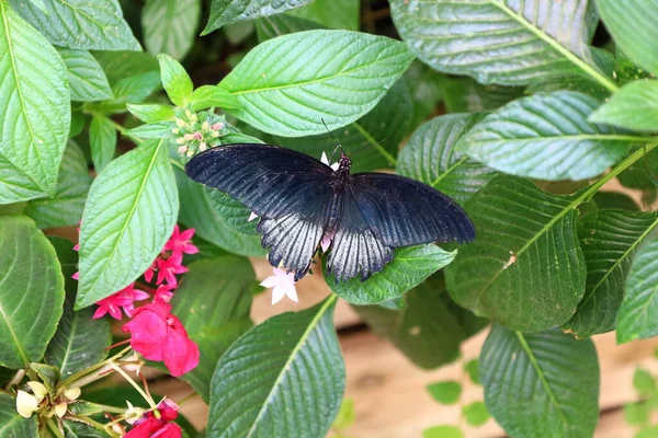 Vista Sobre Una Mariposa Serre Aux Papillons Queue Les Yvelines — Foto de Stock