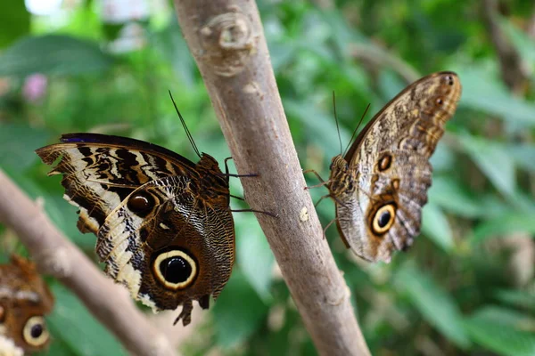 Vista Uma Borboleta Serre Aux Papillons Queue Les Yvelines França — Fotografia de Stock